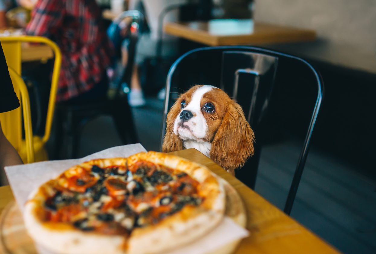 The Best Dog Friendly Restaurants In Raleigh NC Companion Animal 