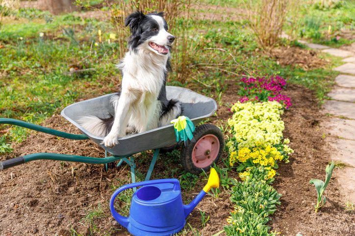 10 Garden Plants Safe for Pets in Raleigh, NC