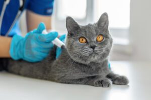 cat have asthma in raleigh, nc