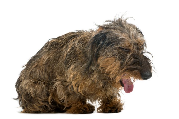 Symptoms of Kennel Cough in Dogs in raleigh, nc