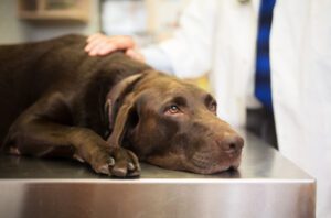 Kennel Cough in Dogs in raleigh nc