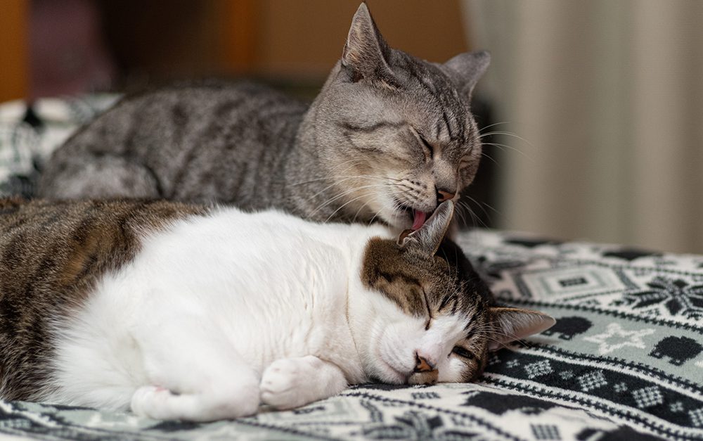 cats lick each other in raleigh, north carolina