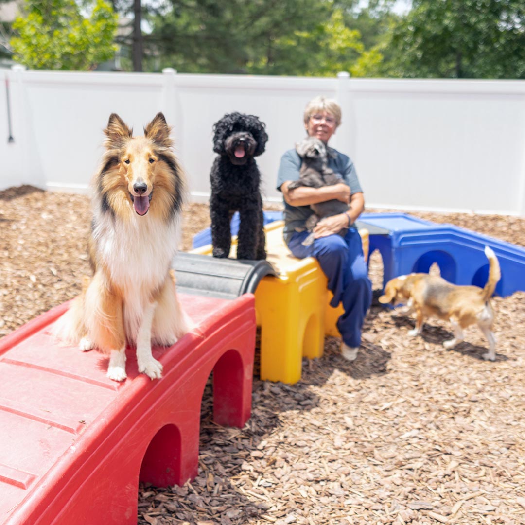 Dog Daycare in Raleigh, NC Companion Animal Hospital of Wakefield