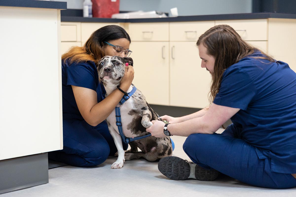 Our Team in Raleigh, NC Companion Animal Hospital of Wakefield