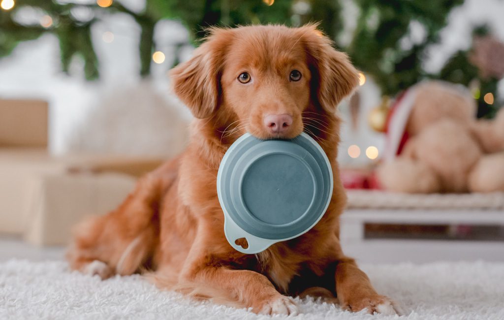 Christmas Foods Dogs Can Eat