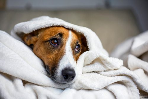 dog-wrapped-in-blanket