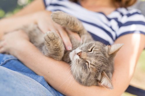 cat-held-in-owner's-lap