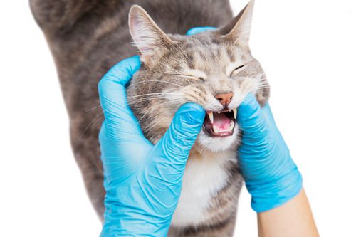 vet-examining-cat's-teeth