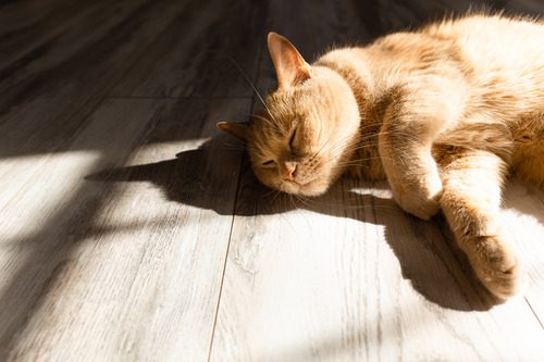 orange-cat-laying-in-sun-spot-on-the-floor