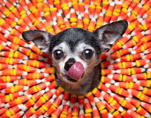 chihuahua-poking-his-head-through-a-colorful-candy-corn-background