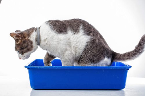 gray-and-white-cat-sitting-in-blue-litterbox