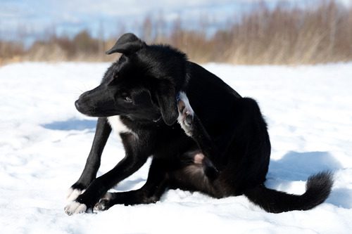 black-lab-dog-scratching-behind-his-ear-in-snowy-field