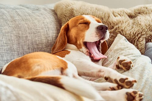 beagle-dog-laying-on-the-couch-while-yawning