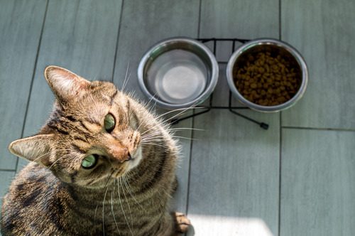 cat-not-drinking-water cat-sitting-near-food-and-water-bowls