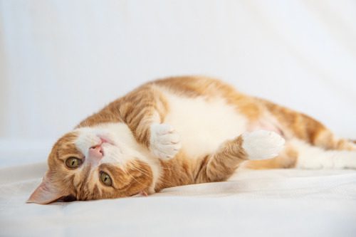 orange-and-white-cat-laying-on-its-back
