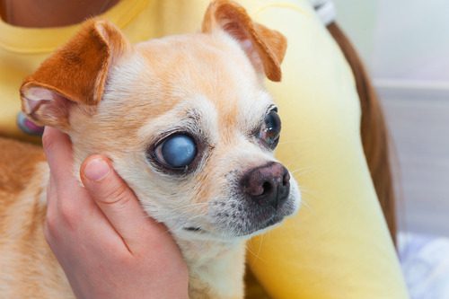 dogs-eye-is-cloudy close up of senior chihuahua dog's cloudy eye