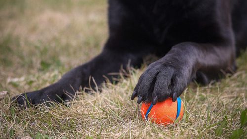 close up of black labrador dog's paws with one on top of a ball outside