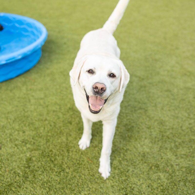White dog playing outside