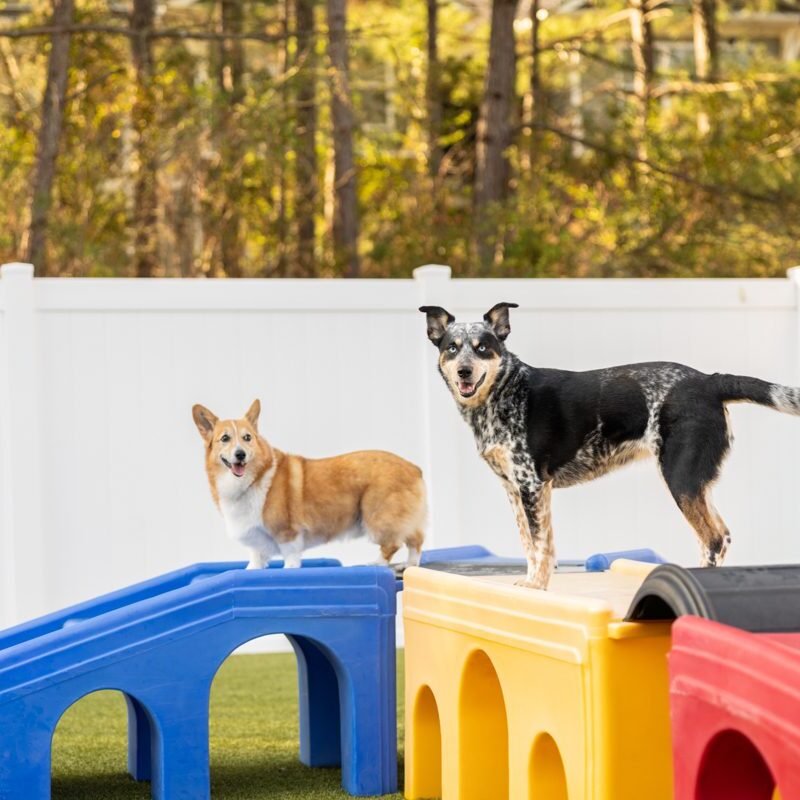 2 dogs playing outside