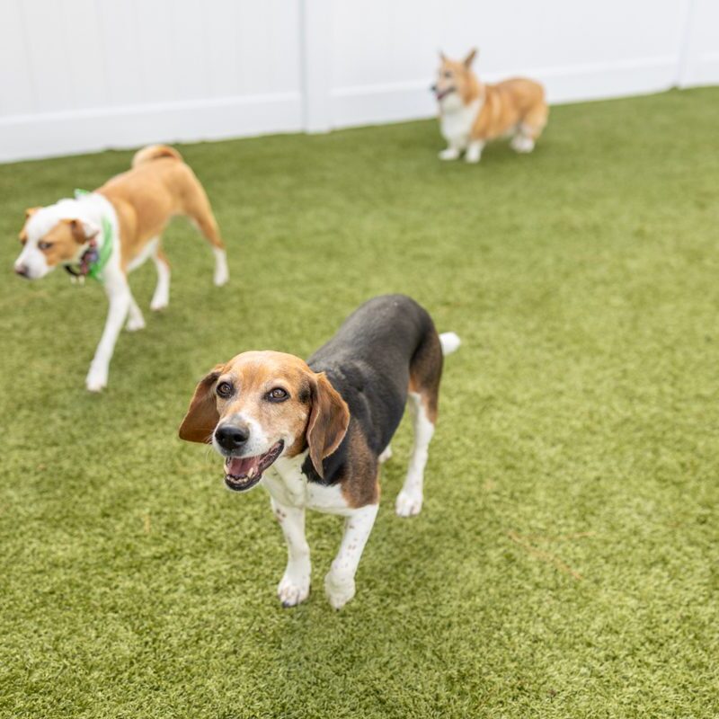 3 dogs playing outside
