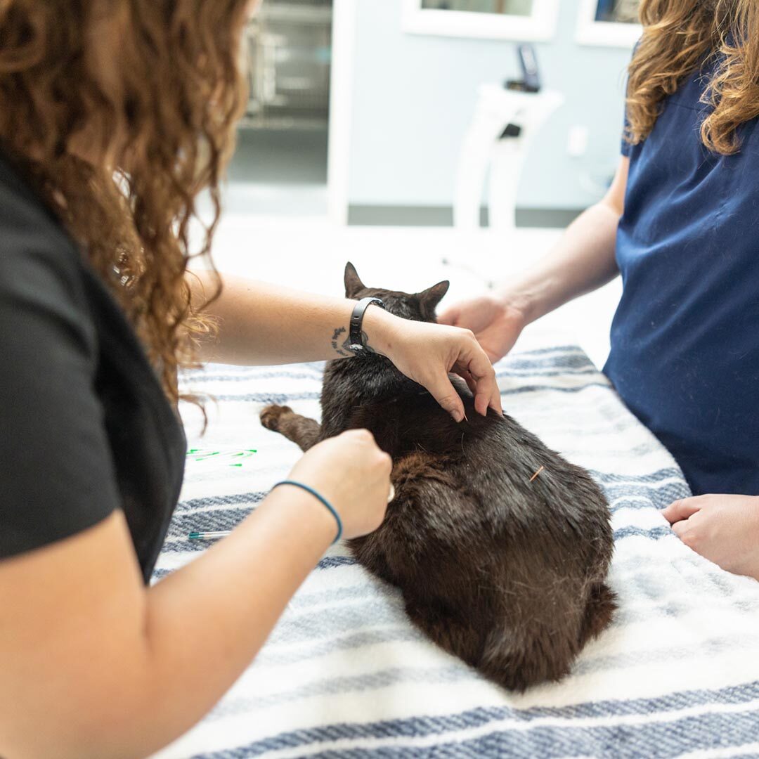 Cat Acupuncture