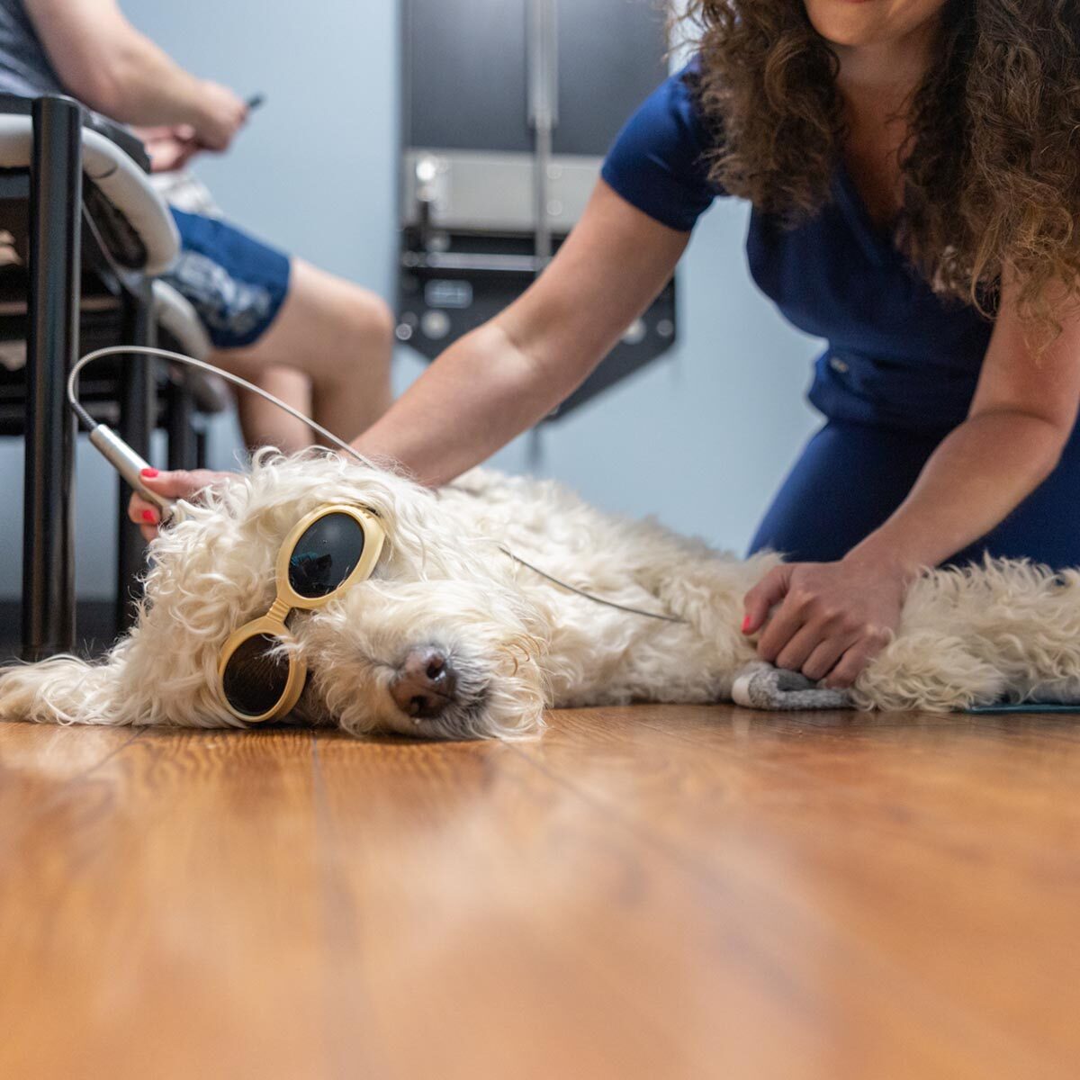 Pet Laser Therapy In Raleigh, NC