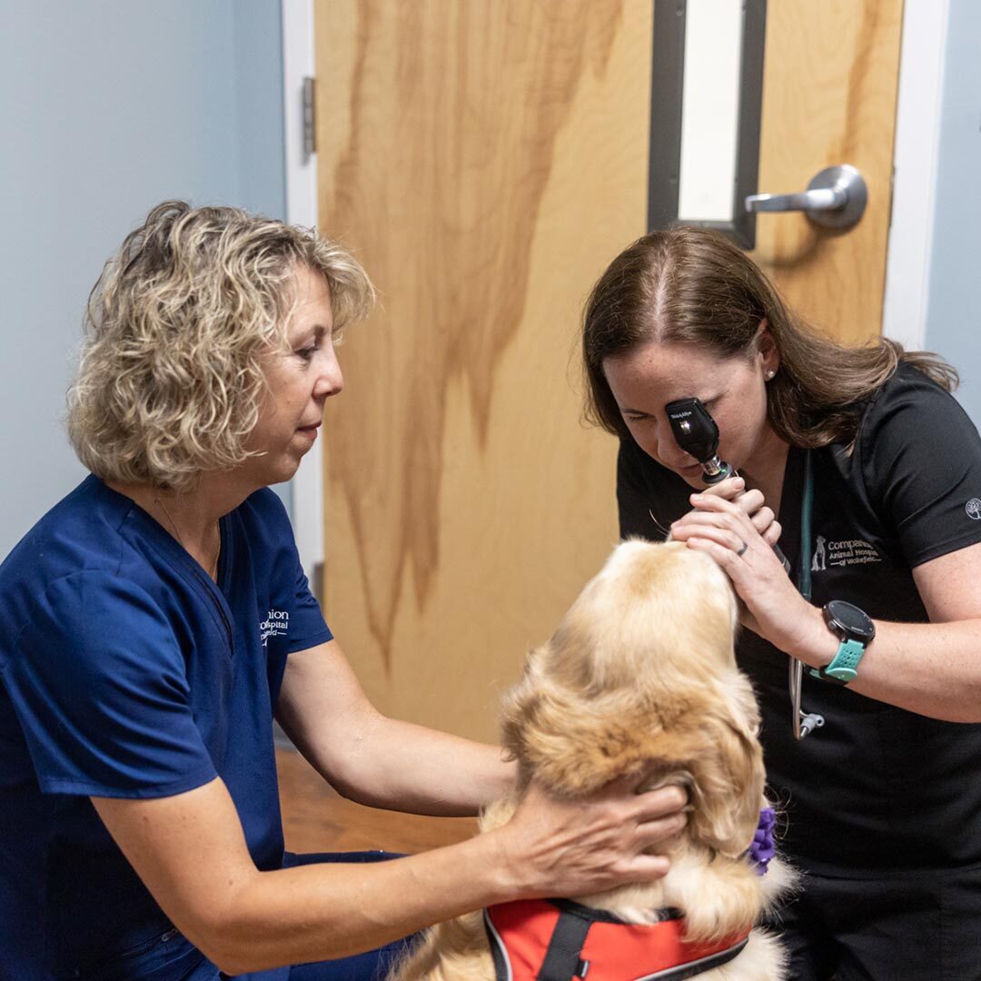 Pet Wellness Care In Raleigh, NC